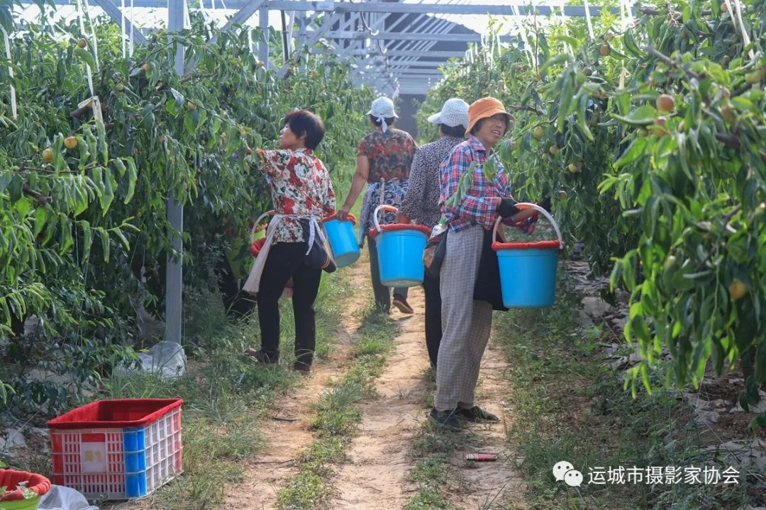 开张冬枣（组照） _河东影像