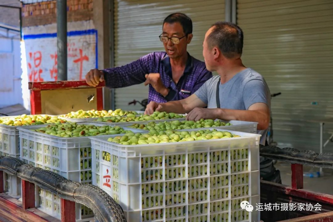 开张冬枣（组照） _河东影像