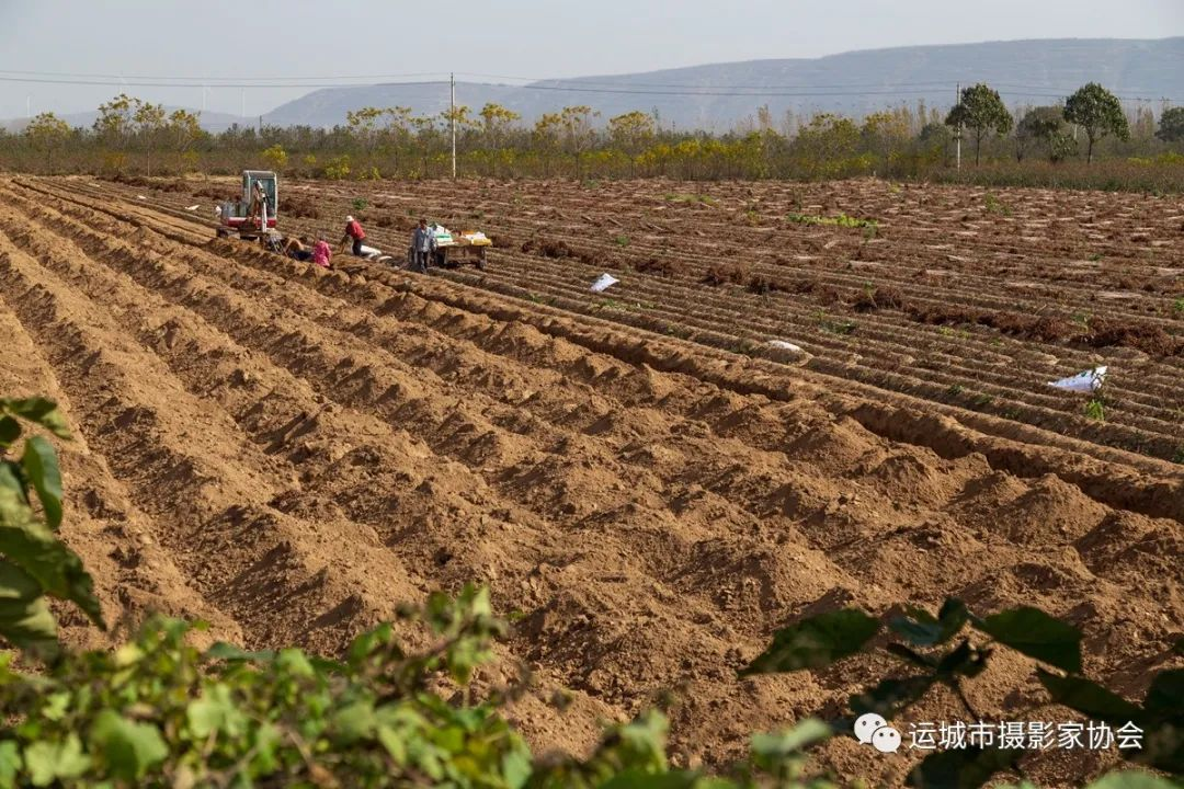 钩机挖山药（组照） _河东影像