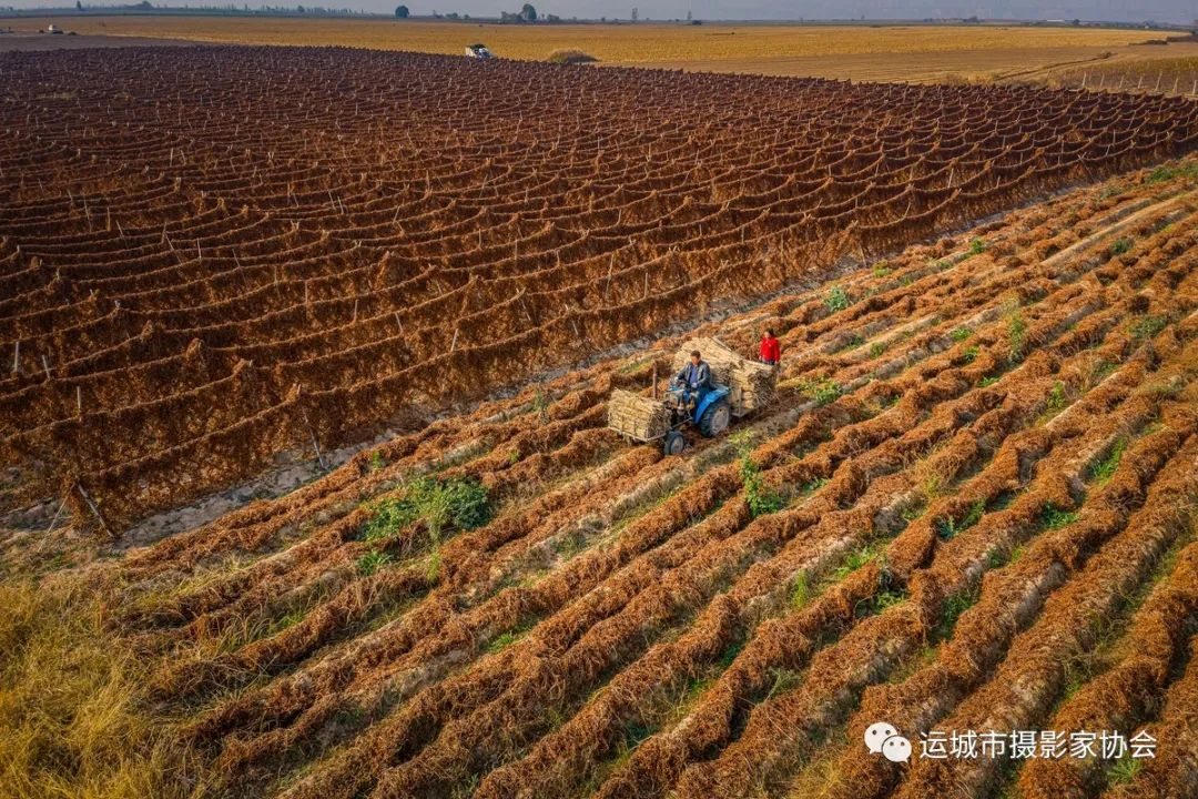 秋染河东（组照） _河东影像