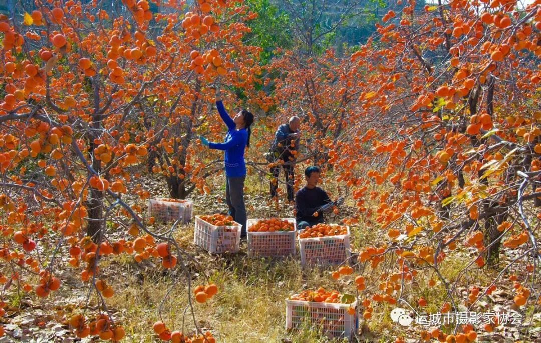 柿业兴旺_河东影像