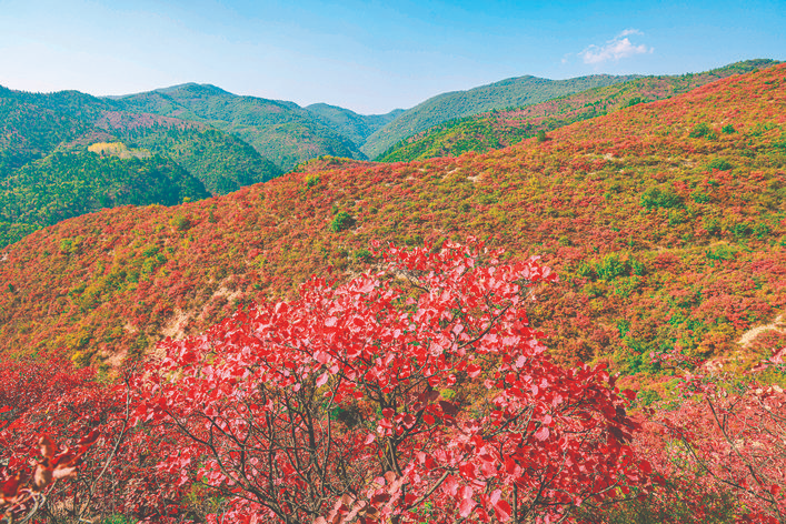 红叶与远山_河东影像