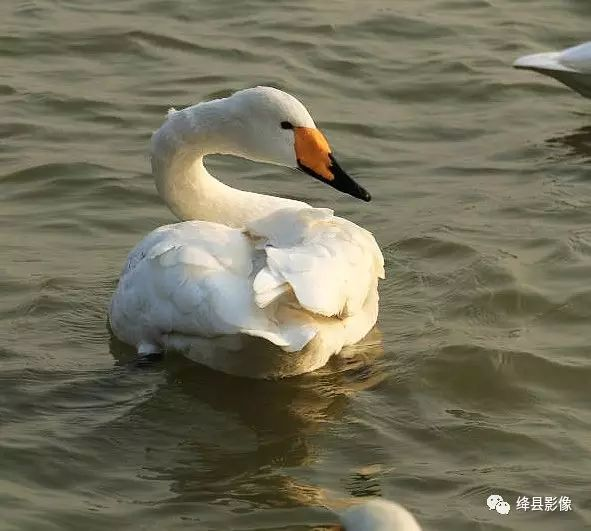 美丽天鹅（组图）_河东影像