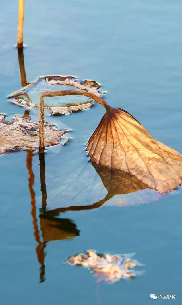 残荷（组图）_绛县影像