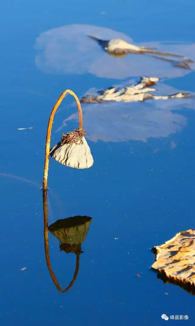 残荷（组图）_绛县影像