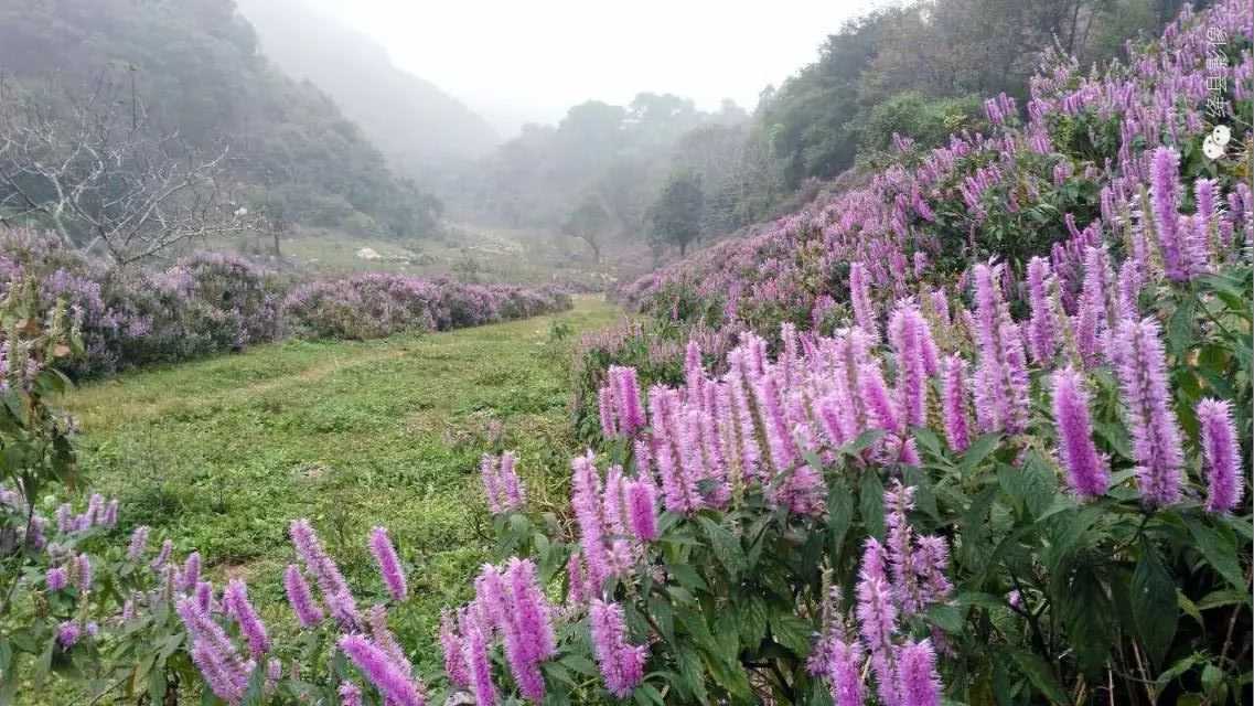 陈村峪莲花池（组图）_绛县影像