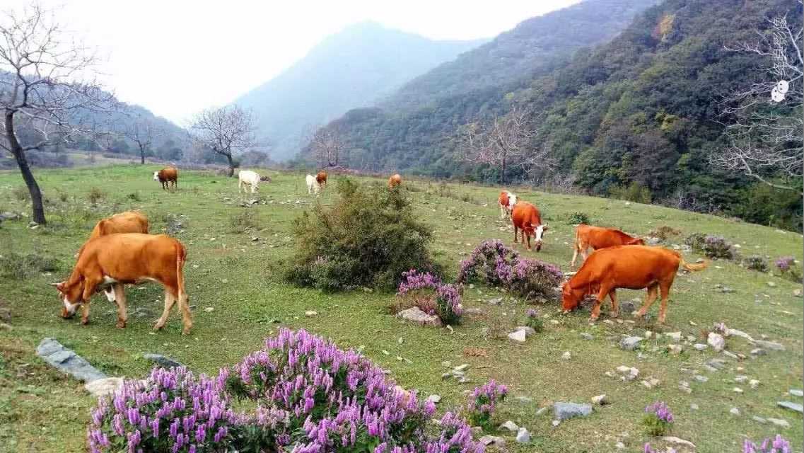 陈村峪莲花池（组图）_绛县影像