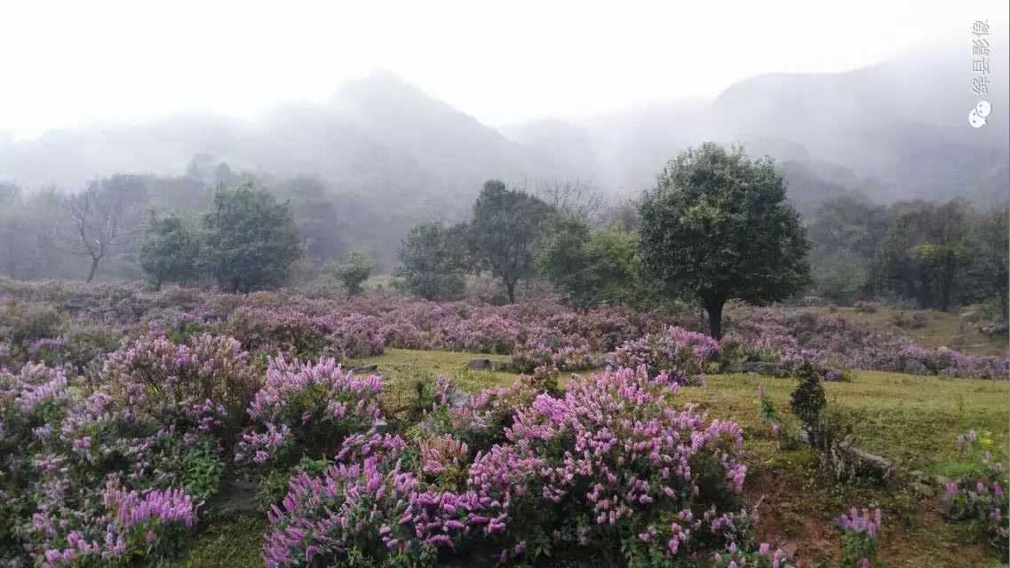 陈村峪莲花池（组图）_绛县影像