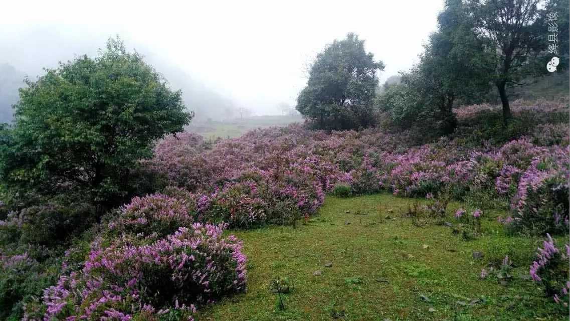 陈村峪莲花池（组图）_绛县影像