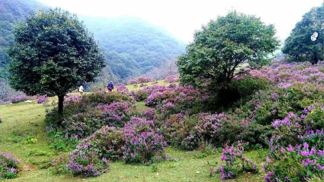 陈村峪莲花池（组图）_绛县影像