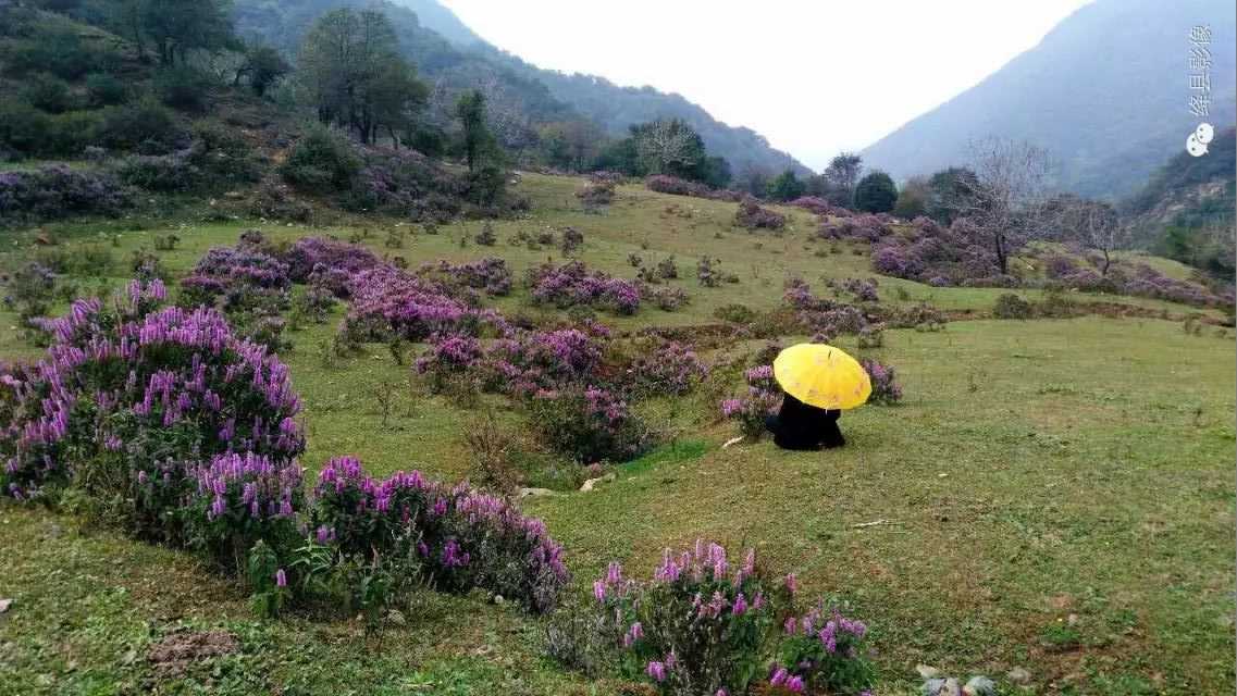 陈村峪莲花池（组图）_绛县影像