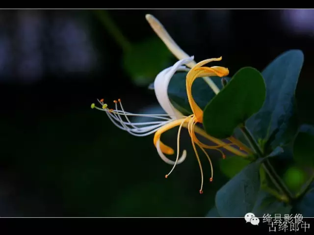 金银花_绛县中药材