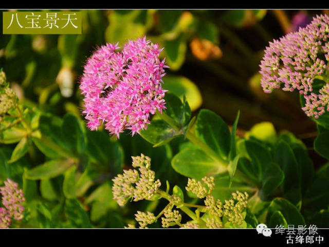 八宝景天_绛县中药材