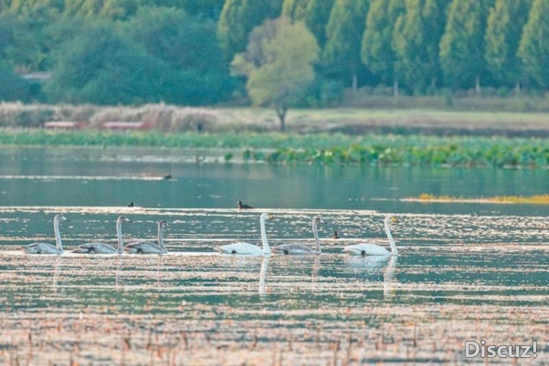 平陆黄河湿地迎来首批“回家”的大天鹅