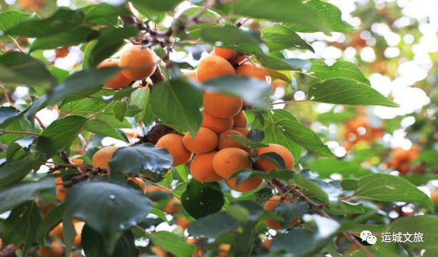 中条山中野生植物、动物类野味——河东地区原始农业