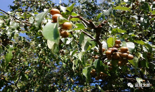 中条山中野生植物、动物类野味——河东地区原始农业