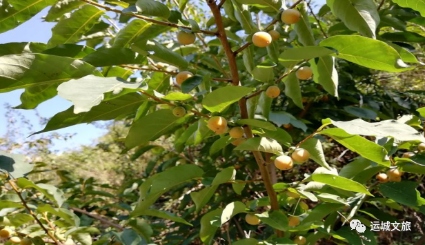 中条山中野生植物、动物类野味——河东地区原始农业