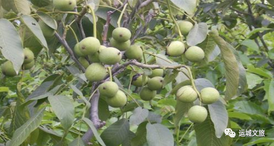 中条山中野生植物、动物类野味——河东地区原始农业