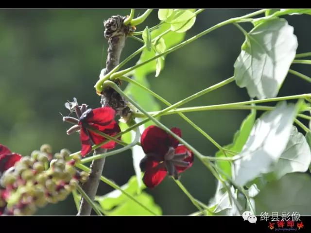 冷口峪，陈村峪八月札