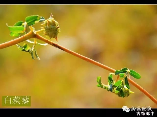 中草药白蒺藜