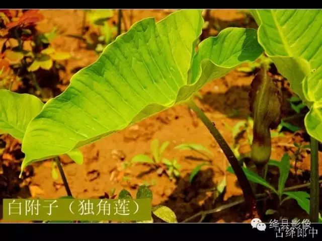 白附子