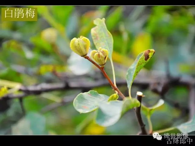 中草药白娟梅