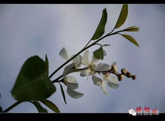 中草药白娟梅