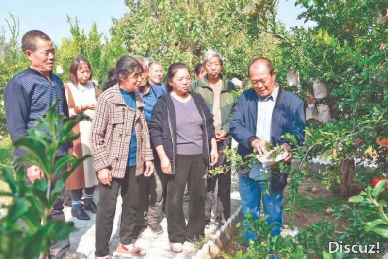 许言山为临晋石榴种植户实地传授石榴种植技术