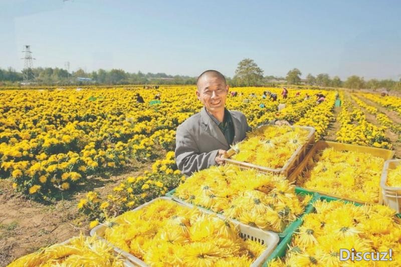 芮城学张 “金丝皇菊”促进“菊花小镇”品牌影响力