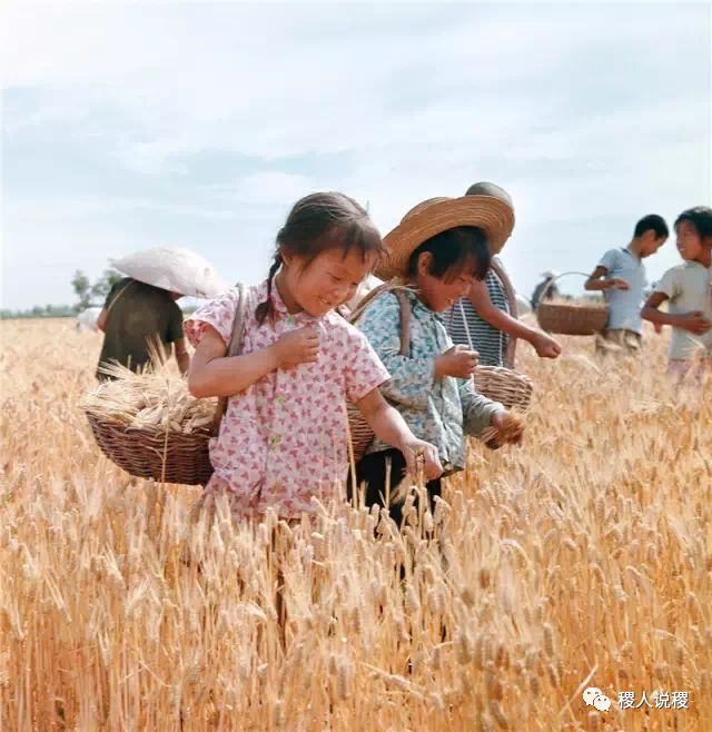 小学生麦田选种_稷山老照片