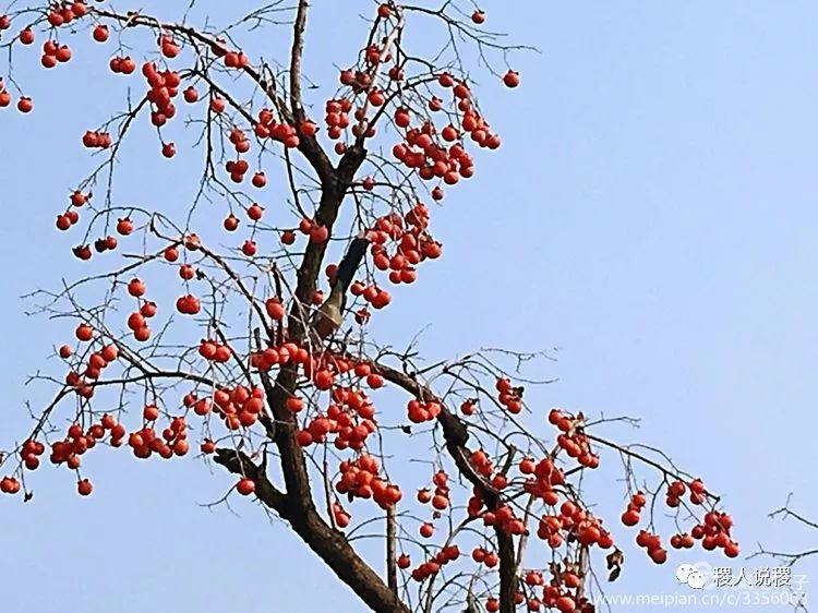 柿子酒——稷山牌“茅台”对酒当歌