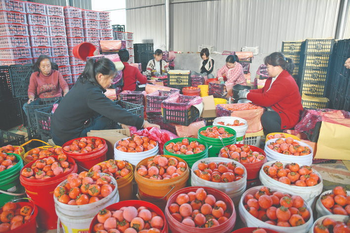 闻喜县晋庄村柿子装筐发往市场