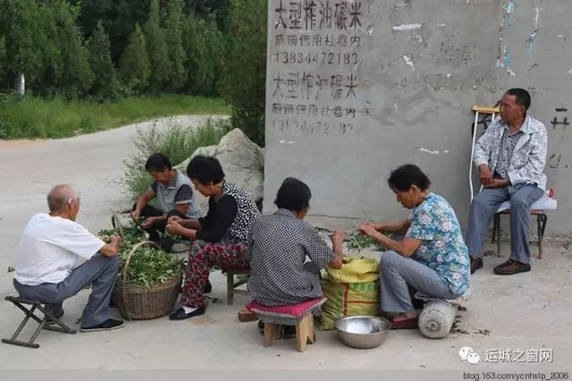 剪花椒_夏县影像