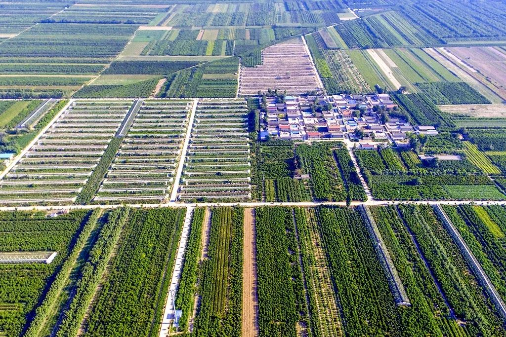 油桃种植基地_新绛影像