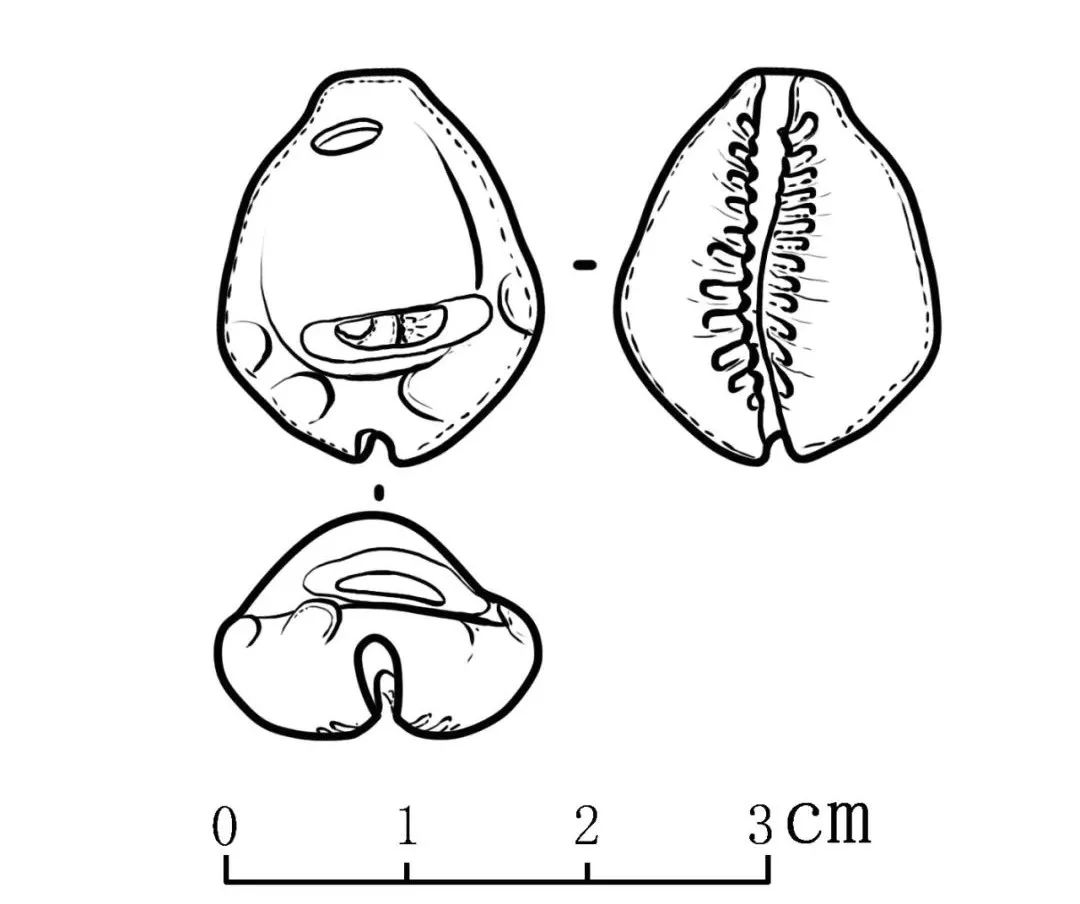 邱家庄墓地出土贝器 ——海贝 _闻喜影像