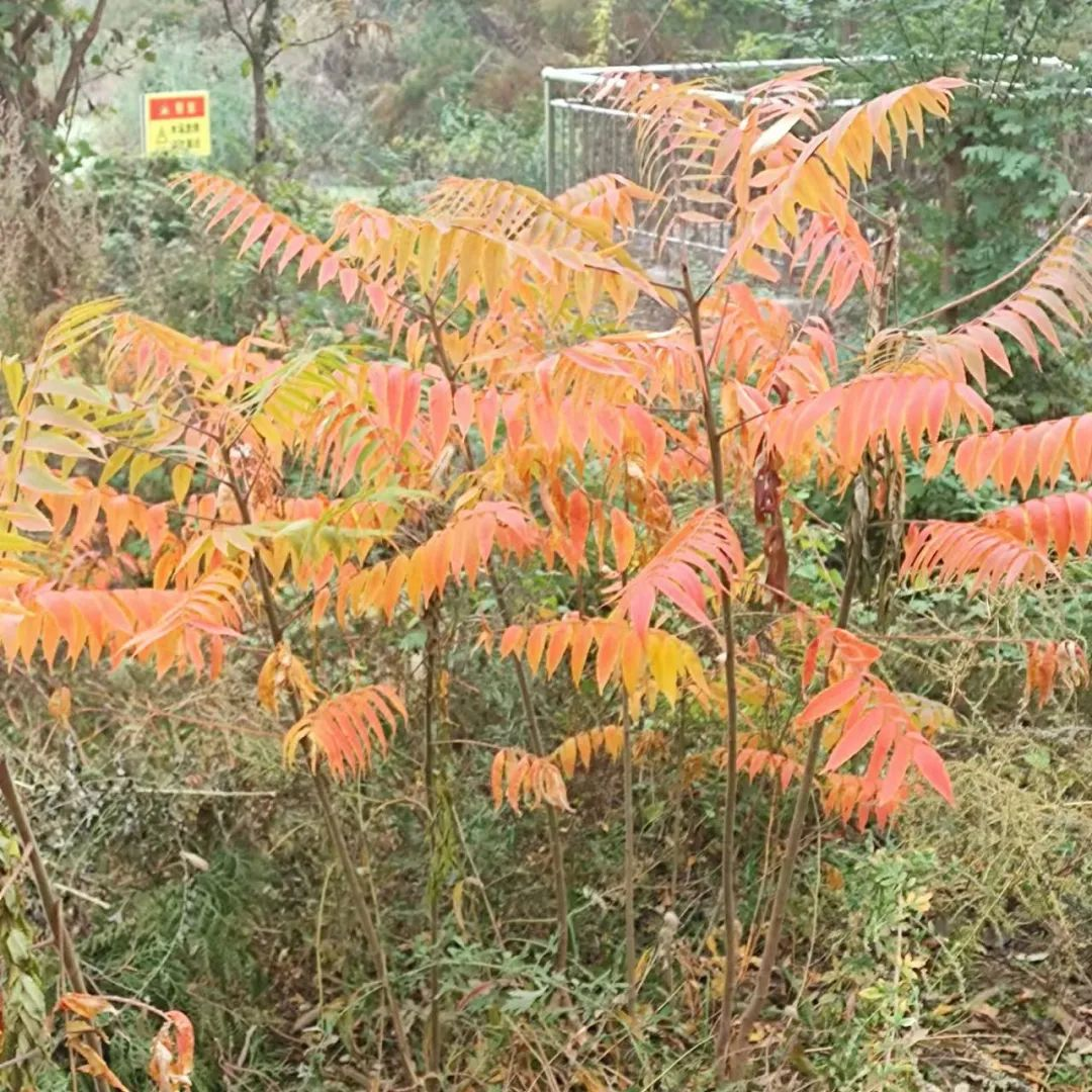 秋色胜春（组图）_张富学