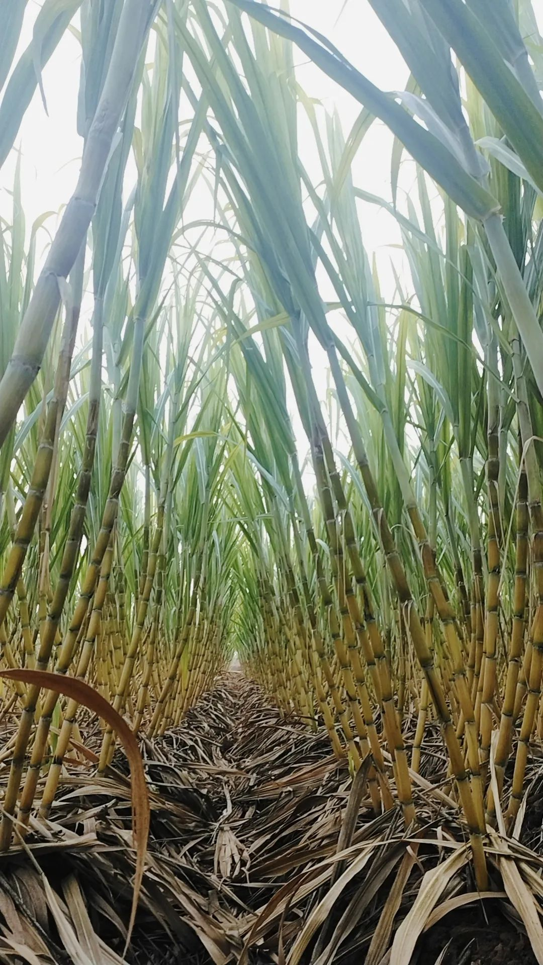 景家卓村有片甘蔗林