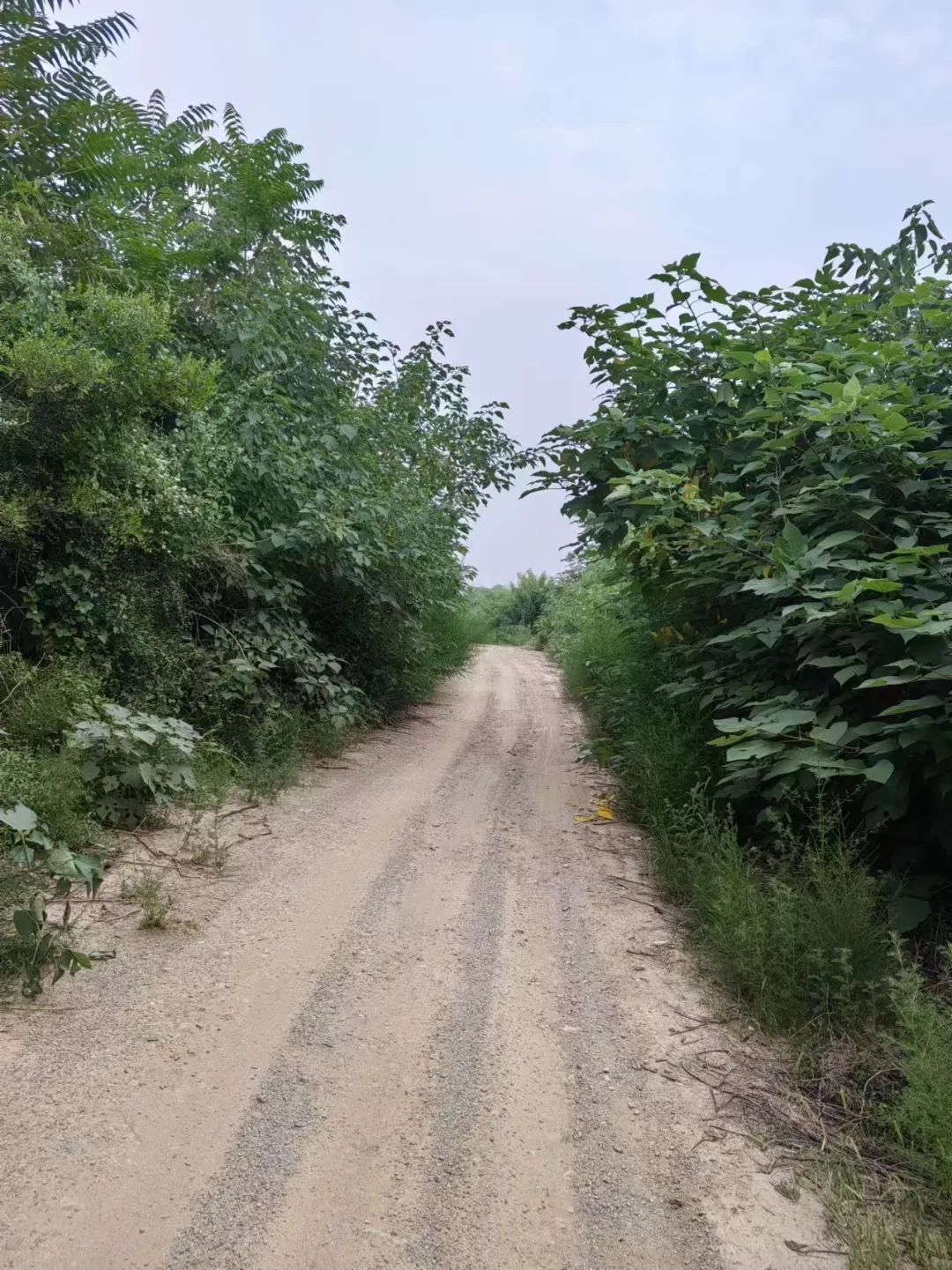 森林村庄王过村_盐湖影像