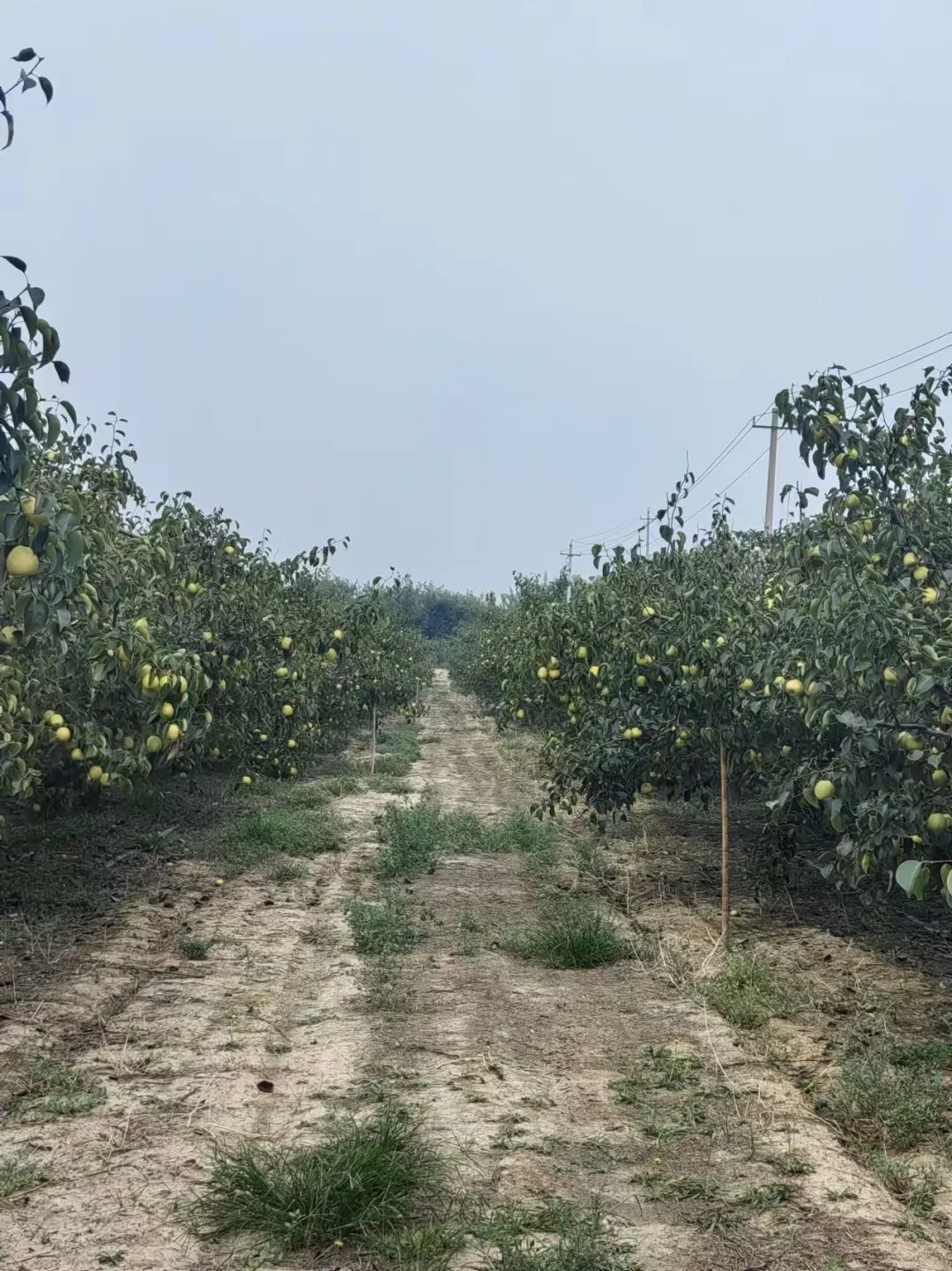 森林村庄王过村_盐湖影像