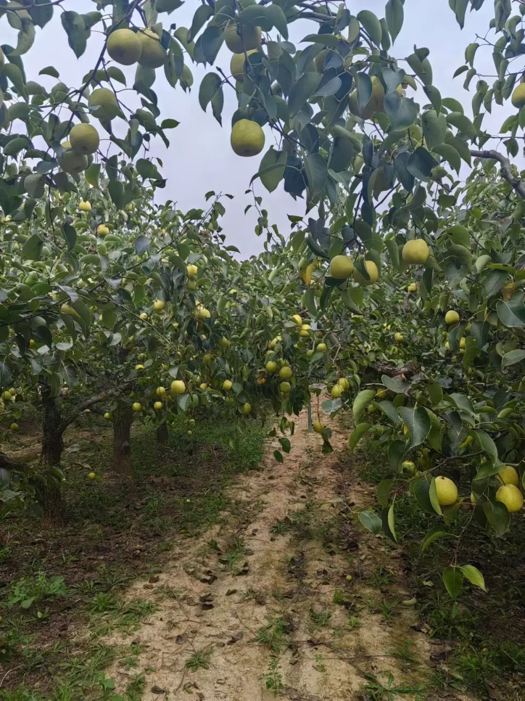 森林村庄王过村_盐湖影像