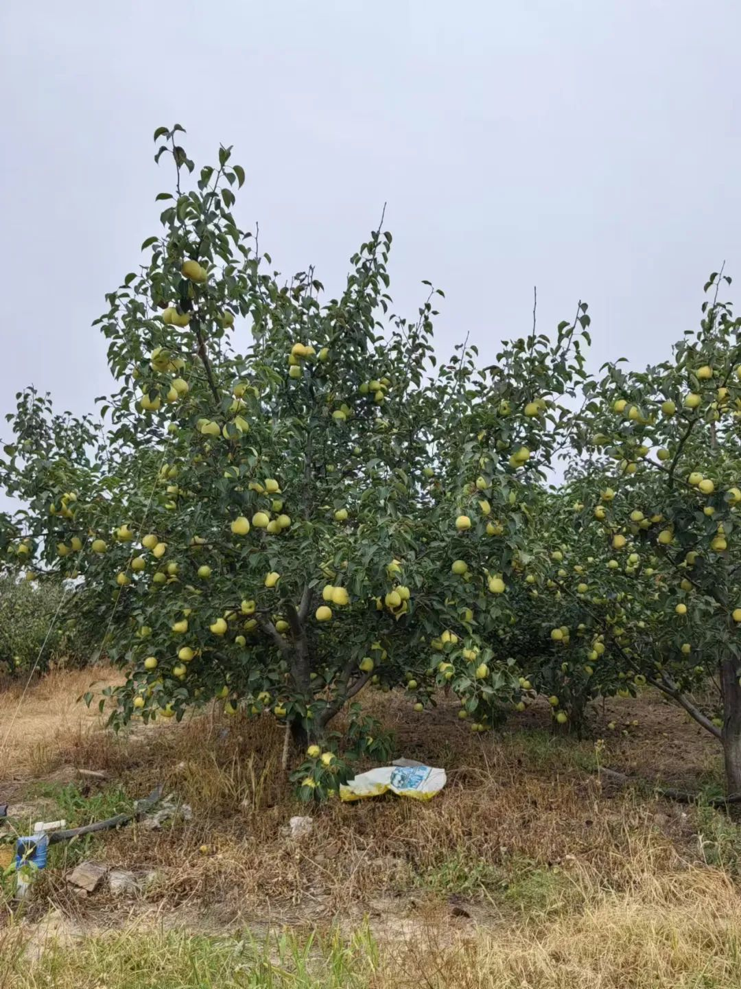 森林村庄王过村_盐湖影像