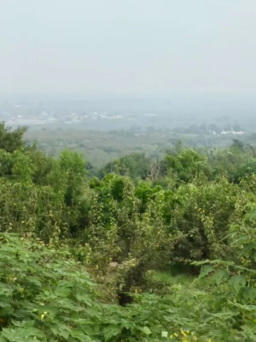 森林村庄王过村_盐湖影像