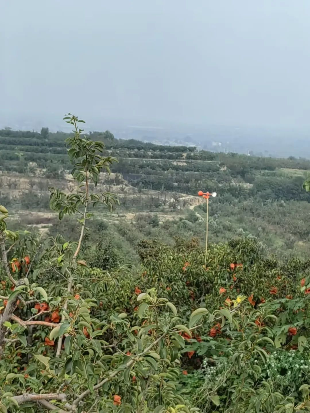 森林村庄王过村_盐湖影像