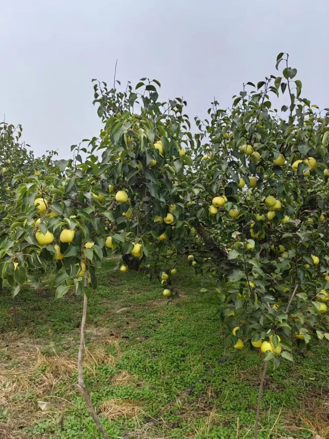 森林村庄王过村_盐湖影像