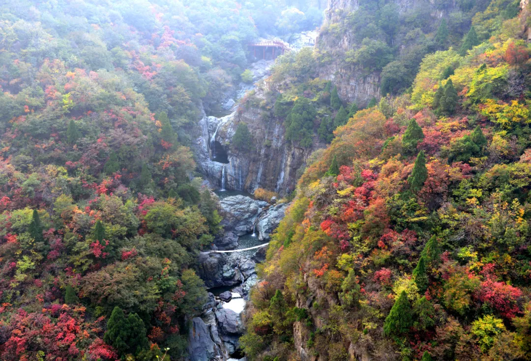 雁啼红叶天，人醉黄花地_垣曲影像