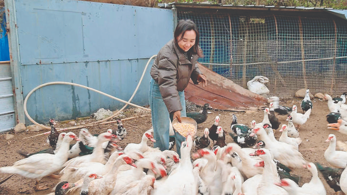 左家湾村美洲雁销售火爆的终极秘诀就是雁肉好吃