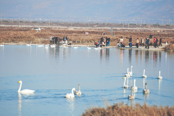 运城盐湖白天鹅数量已达200余只