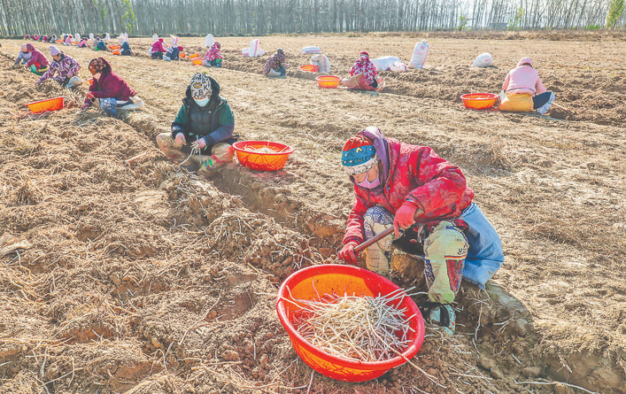 永乐镇蔡村银条菜发往河南、山东等地