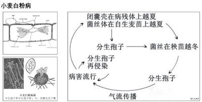 防治小麦白粉病一定要用基因编辑的方法吗？
