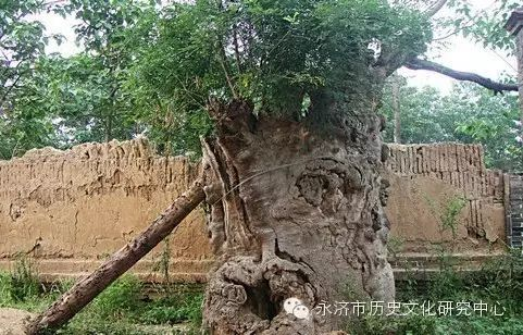 郭李乡——莎罗树下听风雨